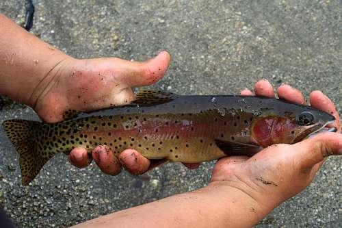 Cutthroat Trout