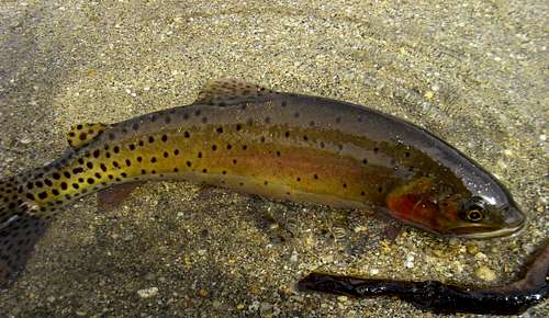 Cutthroat Trout