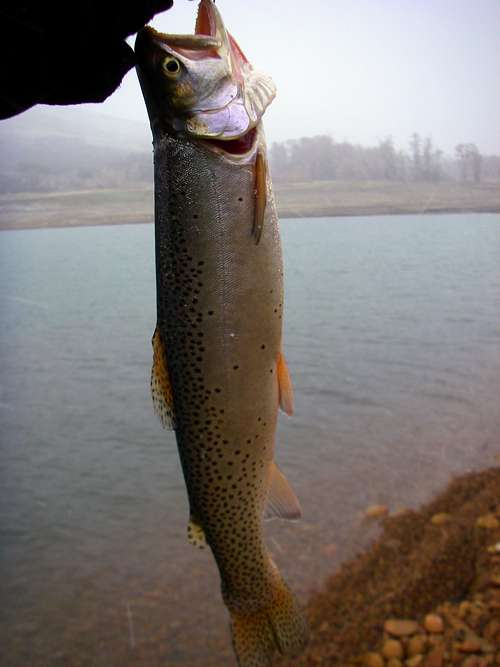 Cutthroat Trout