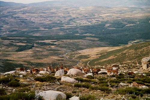 Gredos ibex flock
