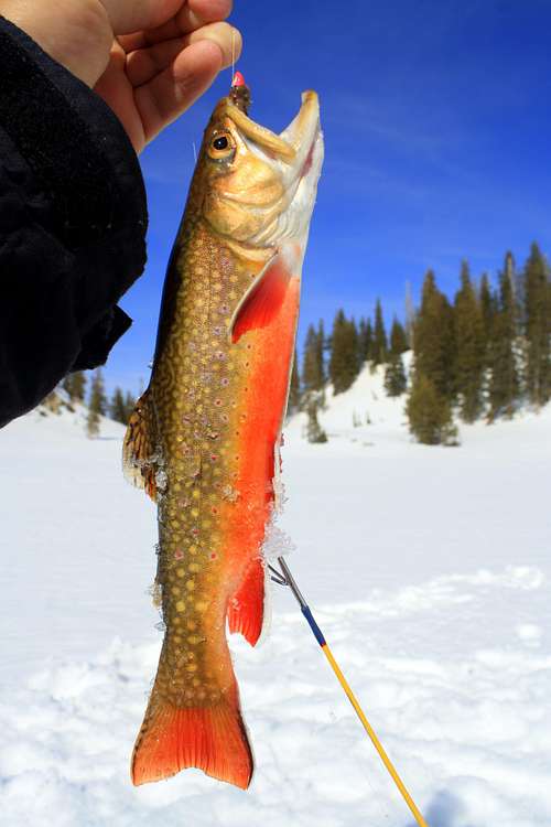 Brook Trout