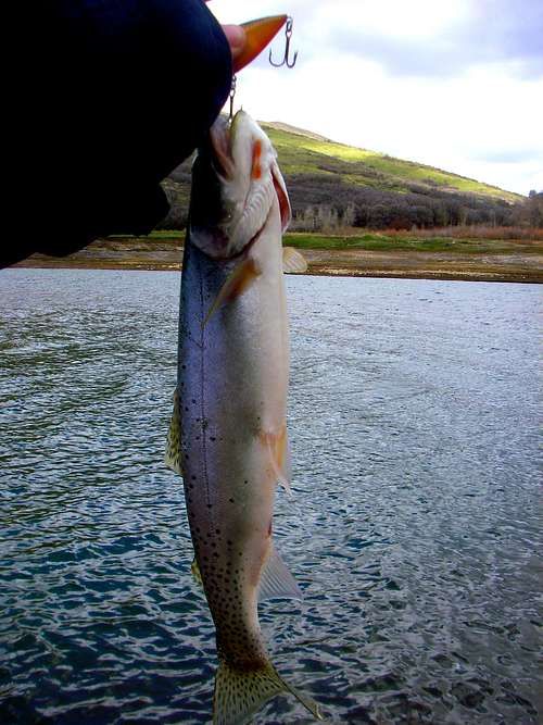 Cutthroat Trout