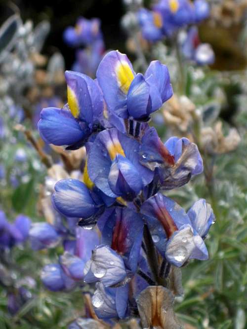 Lupine after the rain