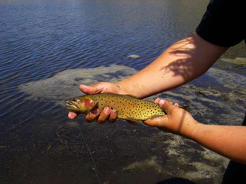 Cutthroat Trout