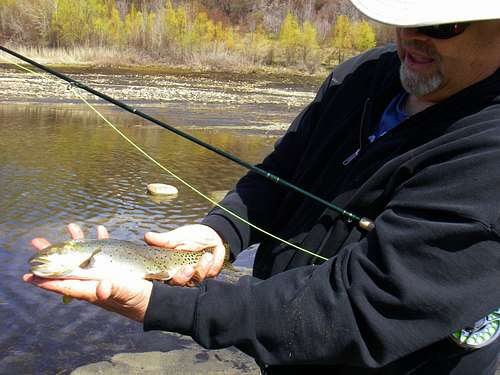 Cutthroat Trout