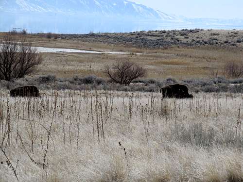 trademark buffalo on Antelope Island