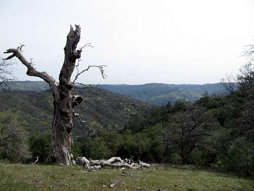 Dead oak above Arroyo Valle