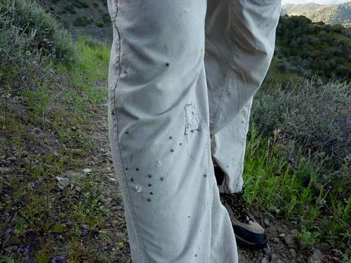 A Hiker's Guide to Ticks