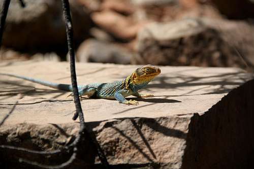 Collared lizard