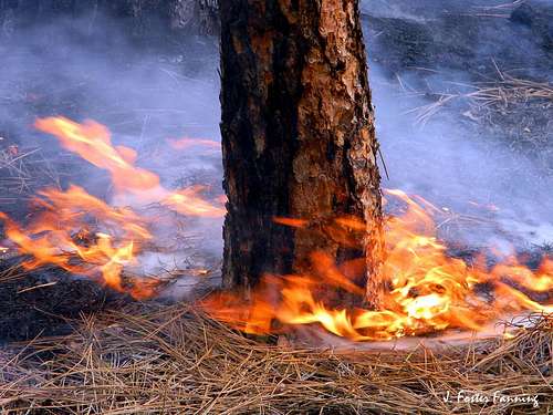 Wildfire Ponderosa Pines