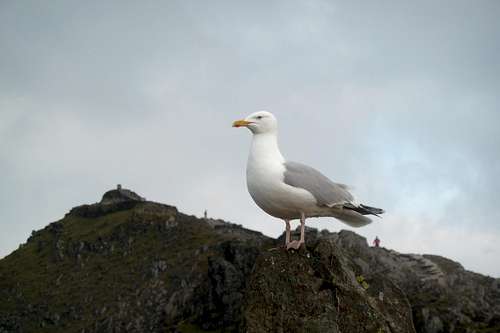 Standing guard over the summit