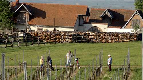 People working at the Havraniky wineyards