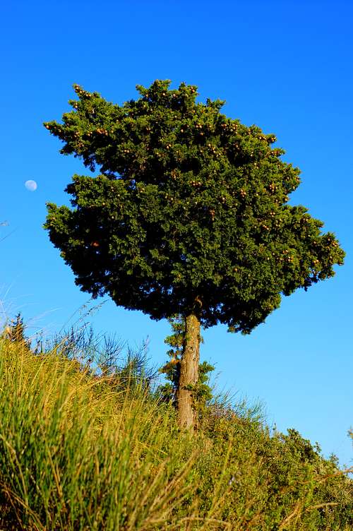 Small Tree, Smaller Moon