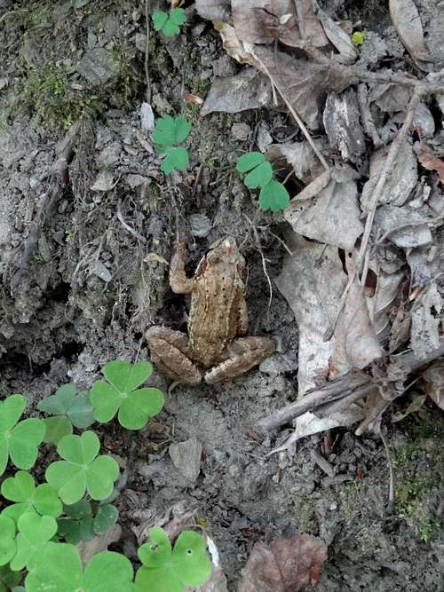 Little frog on the Thayatal trail
