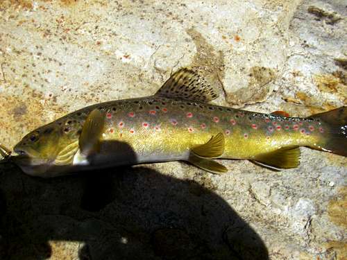 Brown Trout