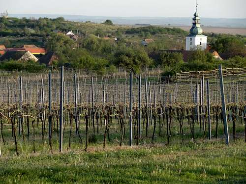 Havraniky wineyards and church