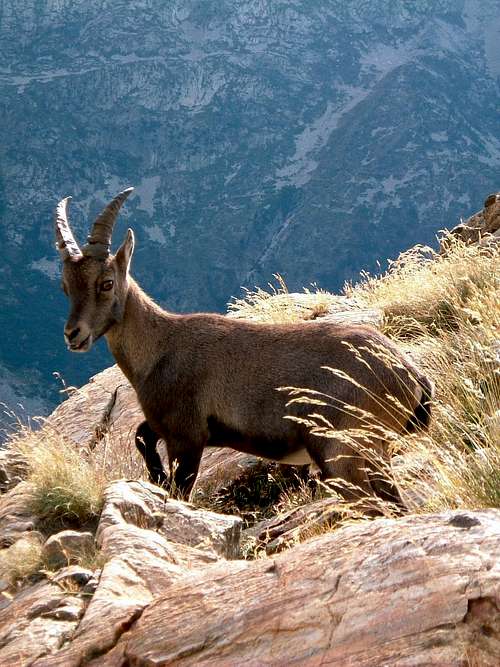 An Ibex kid in Maritime Alps