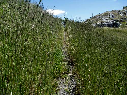 Tall Grass on Trail to Peak