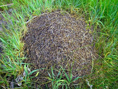 Ant Hill