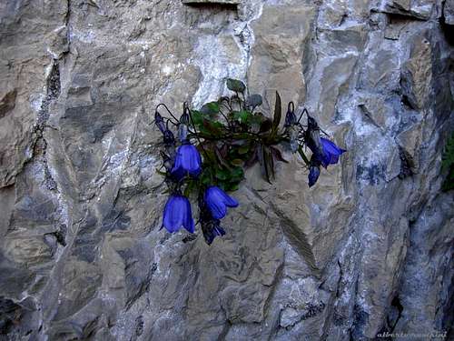 A flower springing out from the limestone (Campanula cochleariifolia)