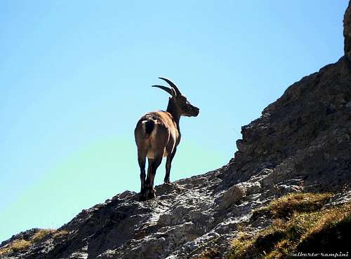 Surprising!!! An ibex on the summit!