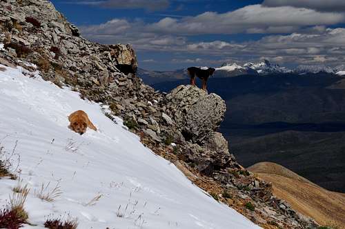 My dogs Sopris and Watanga on Parkview Mountain