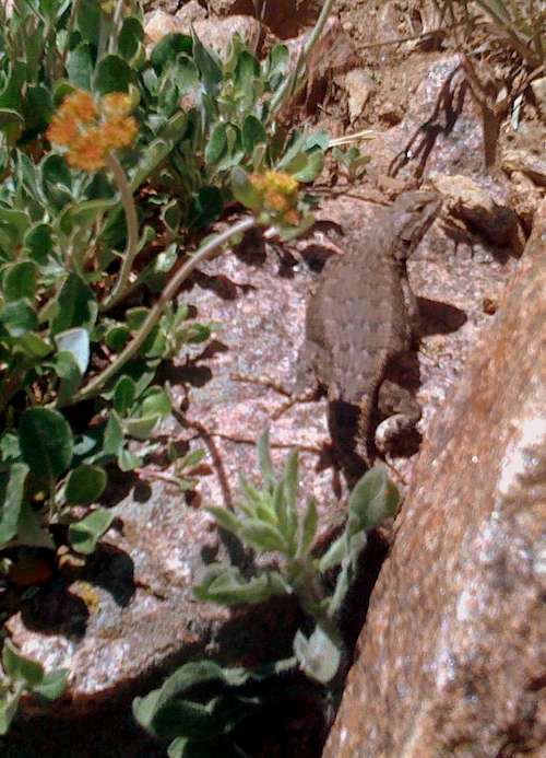 Lizard below the summit.