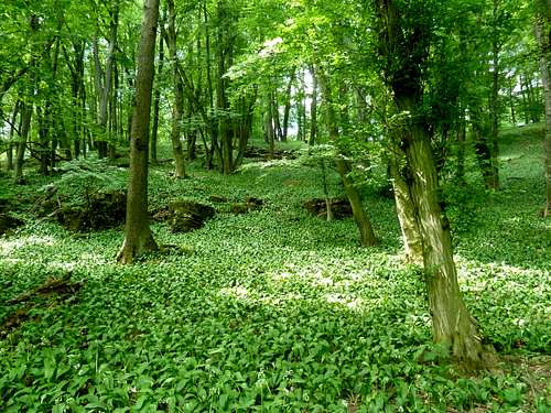 Forrest scenery with ramsons