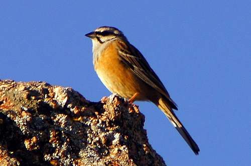 The Rock Bunting