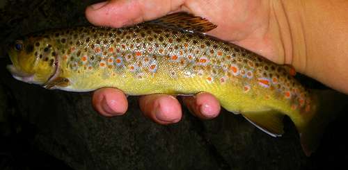 Brown Trout