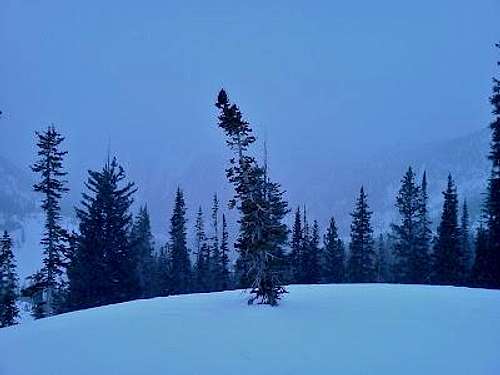 White Pines (Thunder Mountain)