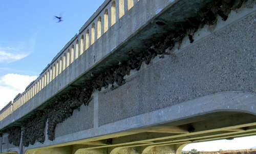 Bird Nests