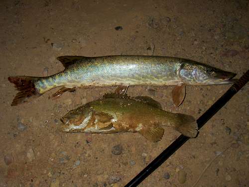 Northern Pike and Smallmouth Bass