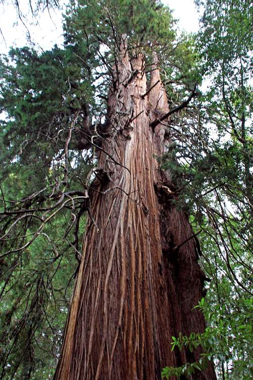 The noble California  redwoods