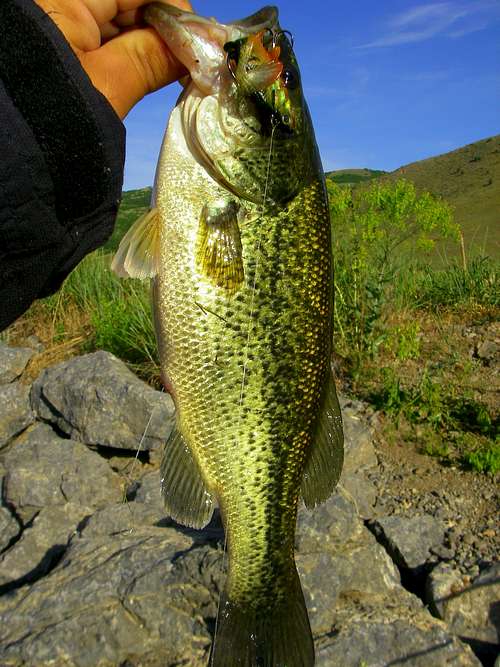 Largemouth Bass