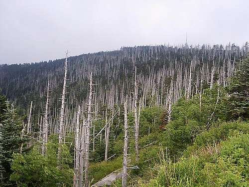 Trees at Clingmans Dome