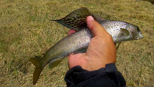 Artic Grayling