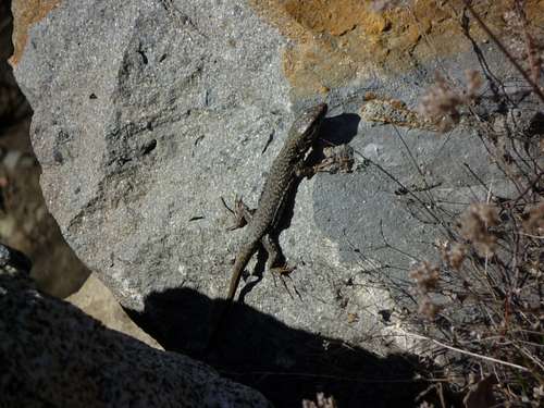 Common Lizard (lacerta vivipara)