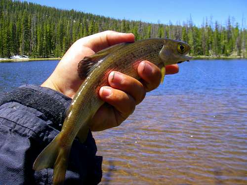 1st Artic Grayling