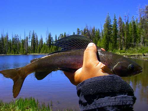 Artic Grayling