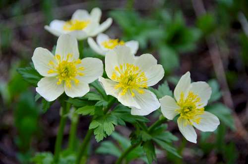 American globeflower (Trollius laxus)