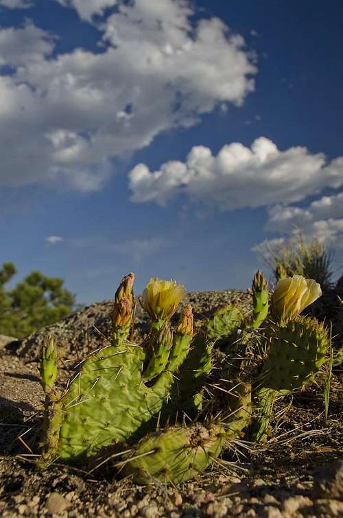 Plains Prickly Pear Cactus (Opuntia polyacantha)