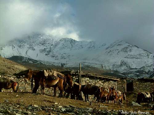 Annapurna trail - A donkeys'caravan nearby Muktinath