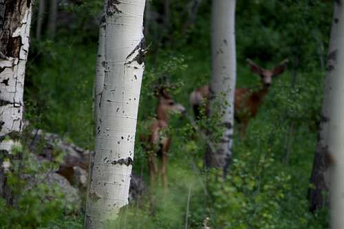 Deer near trail