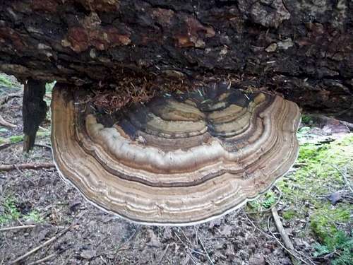 A Jupiter Mushroom