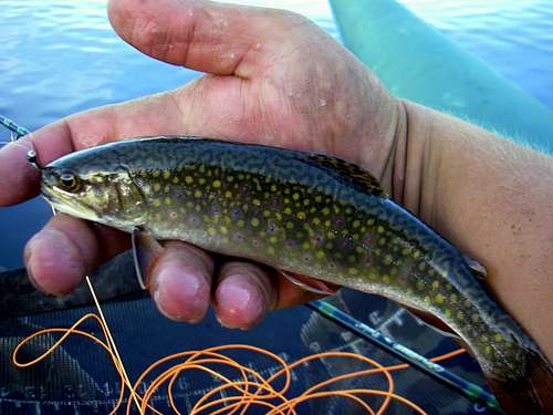 Brook Trout