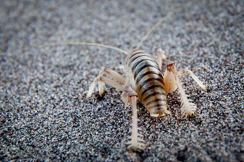 Giant Sand Treader Camel Cricket