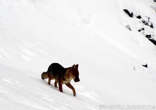 Wild andean fox on Cotopaxi