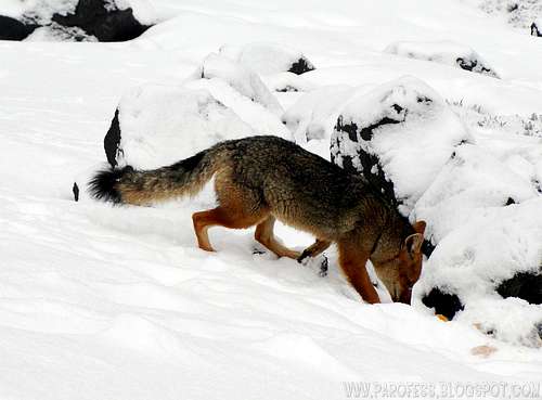 The andean wild fox of Cotopaxi