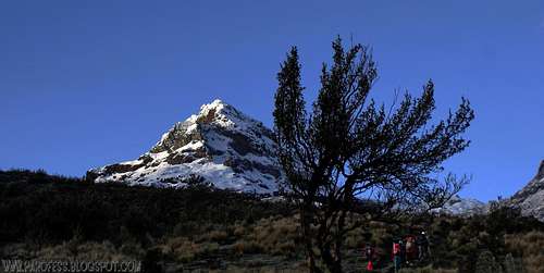 Illiniza Sur, tree and trekkers